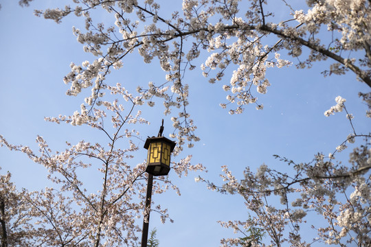 烟花三月樱花盛开的扬州樱花大道