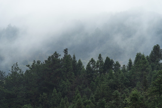 清明时节森林烟雨濛濛