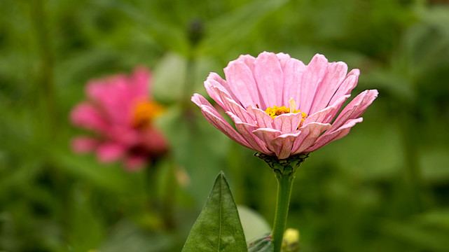 百日菊