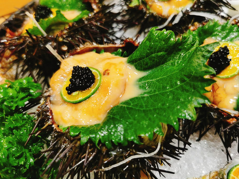 海胆刺身