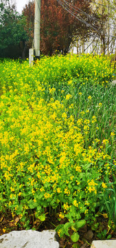 一大片油菜花海