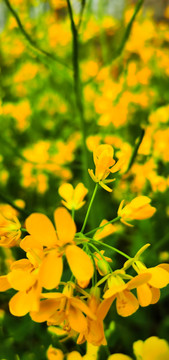 美丽的油菜花