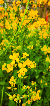 油菜花开