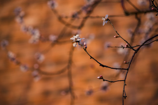 春天的桃花