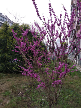小区春天紫色花卉