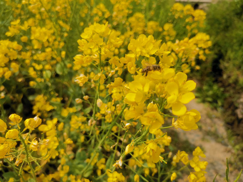 油菜花