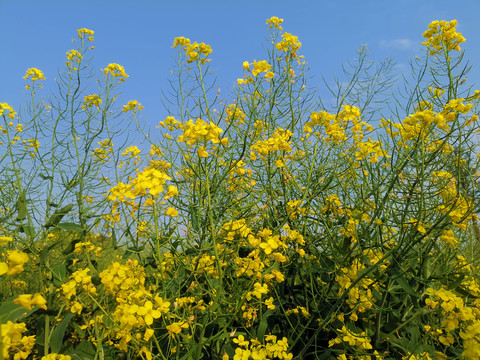 油菜花