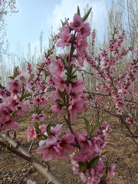 花 桃花