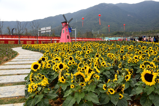 花海风车