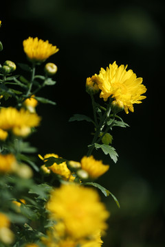 野菊花