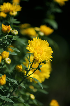 野菊花