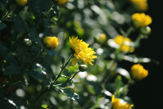 野菊花