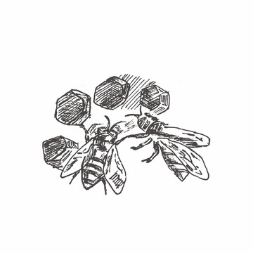蜜蜂采蜜插画