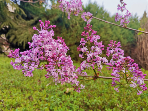 丁香花