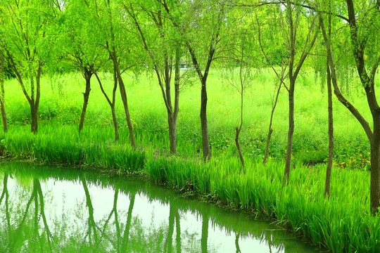 杭州西溪湿地