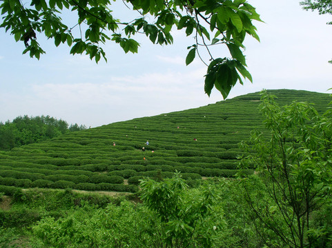 张家山茶叶