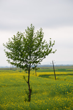 油菜田