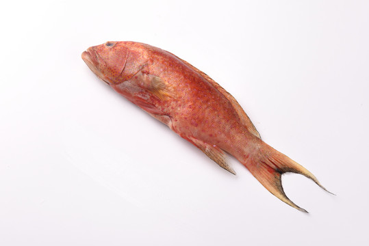 野生红鱼