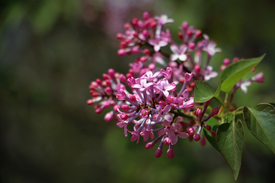 丁香花开放