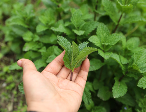 香科薄荷