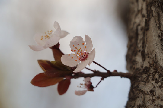 李花
