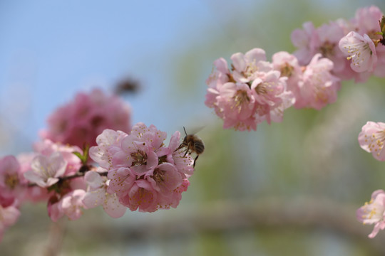 樱花