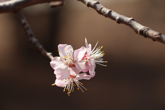 桃花