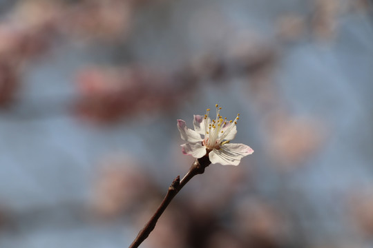 桃花