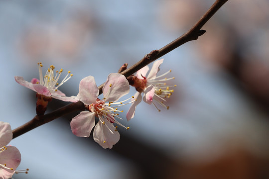 桃花