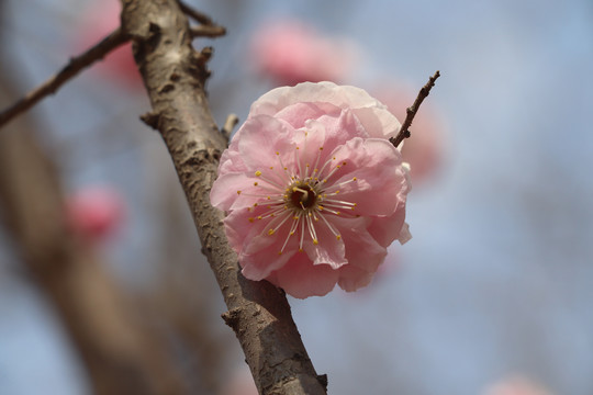 樱花