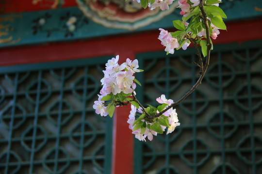 古建筑海棠花