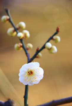 梅花特写