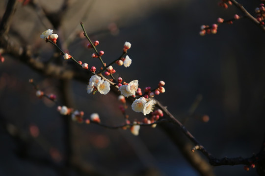 梅花特写