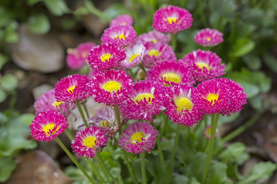粉色雏菊