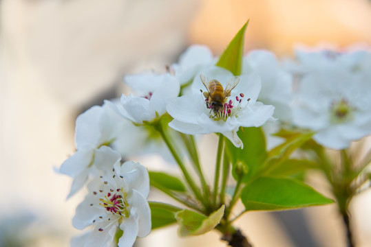 梨花上的蜜蜂