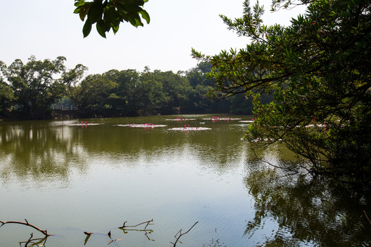 广东湛江南亚热带植物园睡莲