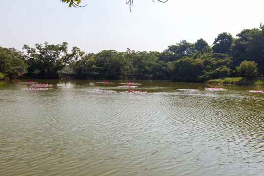 广东湛江南亚热带植物园睡莲