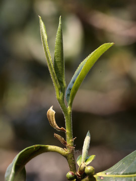 普洱茶树嫩芽