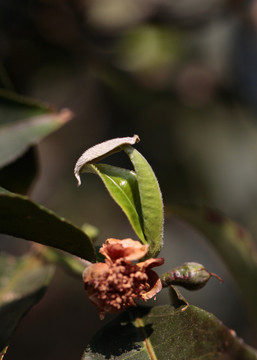 普洱茶树嫩芽