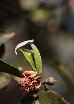 普洱茶树发芽