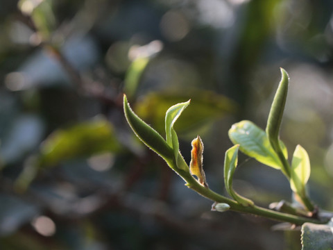 普洱茶树芽头