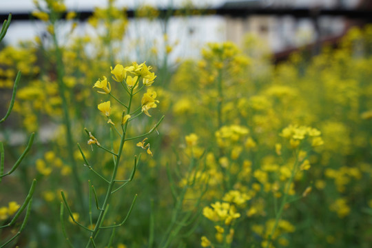 油菜花