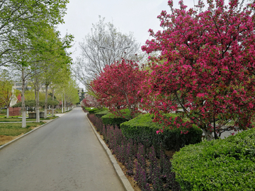 初春绿树花红
