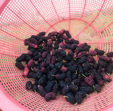 桑椹