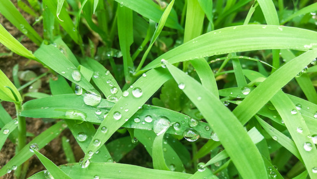 小草水珠