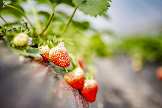 种植的草莓