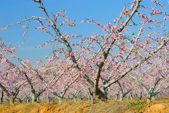 春天的桃树