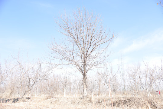 冬季核桃种植地里核桃树