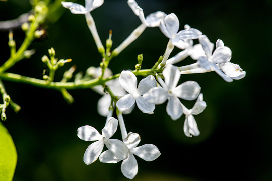 丁香花