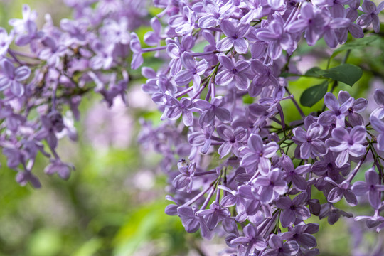 丁香花